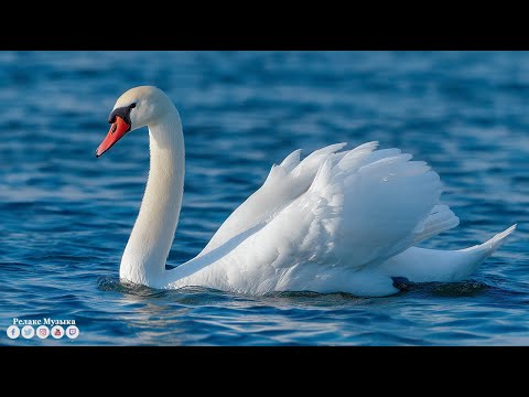 Видео: Самая красивая мелодия на свете! Послушайте! Релакс