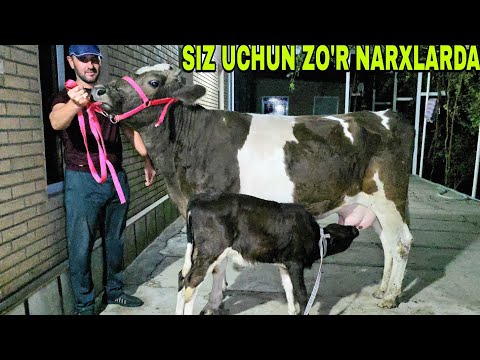 Видео: BUXORO ARZONCHISI MIZROBJON AND ASHUR AKA yna narxlarni yondidi 7 октября 2025 г.
