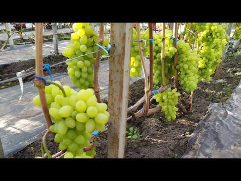 Видео: Виноградный ОБЗОР 2025г . Часть 5  ВКУСНЯШКИ на моём участке!!! 