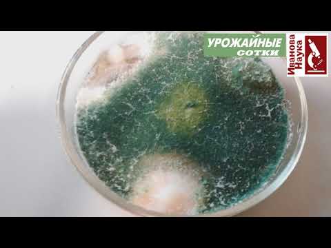 Видео: Томаты, перцы, баклажаны, огурцы и все растения - БЕЗ БОЛЕЗНЕЙ! Как? С триходермой всё очень просто!