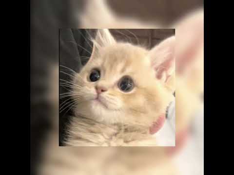 Видео: Dead Blonde-Бесприданница(speed up)♡