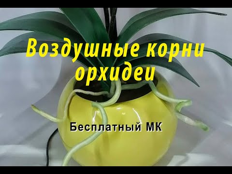 Видео: Воздушные корни орхидеи. Бесплатный МК. DIY