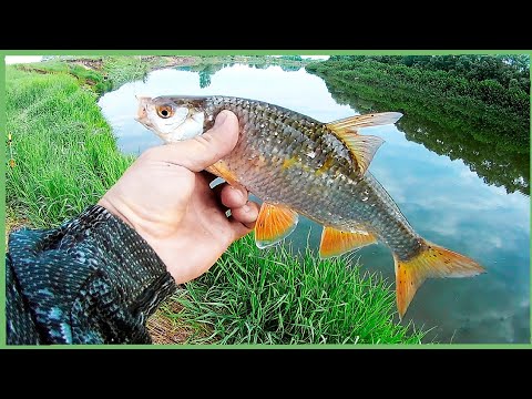 Видео: Тут остались одни лещи да плотва. Рыбалка на Свияге  09-10 июня 2022