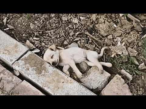 Видео: Во время езды я увидел щенка у дороги, подумал, что он спит, но он был без сознания!