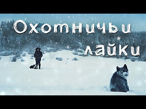 Видео: Охотничьи лайки  Якутии. Заводчик Иванов Дмитрий Олегович.
