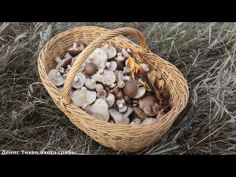 Видео: Грибная осень в лесостепи | Идём за синеножкой