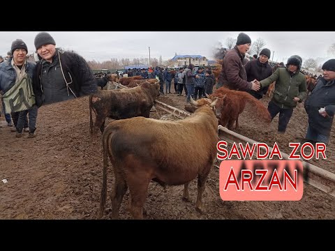Видео: 5-Феврал/Шымбай мал базар/2023/Скотный рынок/Арзанба/Shimbay mal bazar 2023/mal bazar 2023/mal bazar