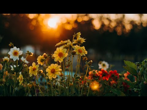 Видео: Гарантированные 100% позитива и настроения.  Посредине лета...#start 