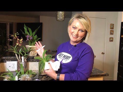 Видео: Ура!!! Новые орхидеи в посылке! Природные экземпляры редких орхидей! Посадка и условия для орхидей.