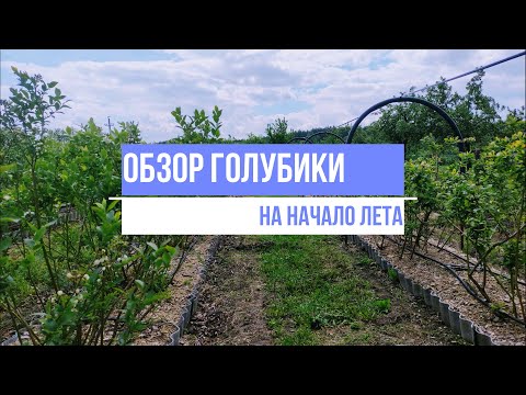 Видео: Обзор сортов голубики на начало лета.