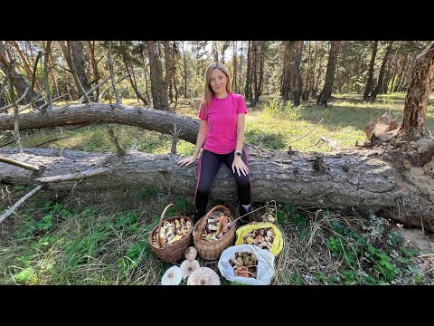 Видео: Грибы есть. Нашли подберёзовики и подосиновики полную корзину. 