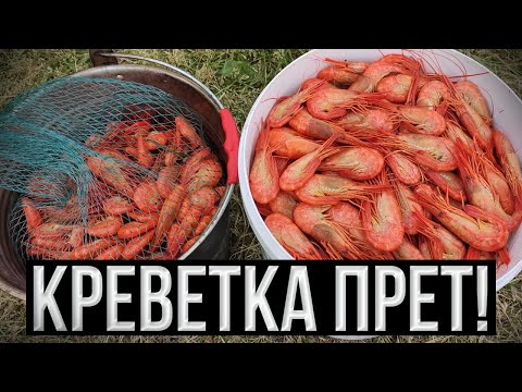 Видео: Креветка прет! Новые ловушки