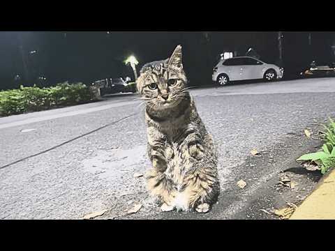 Видео: Бездомный кот без передних лап смело остановил девушку, лишь чтобы попросить еды и утолить голод.