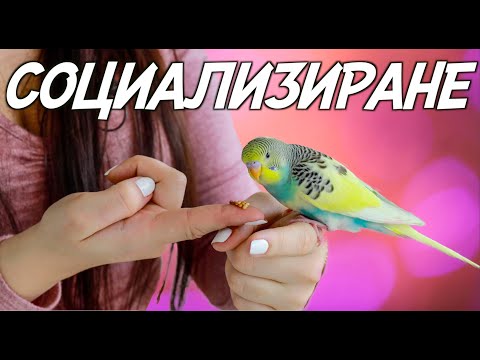 Видео: СОЦИАЛИЗИРАНЕ НА ПАПАГАЛ - Сигурен Успех / SOCIALIZING PARROT
