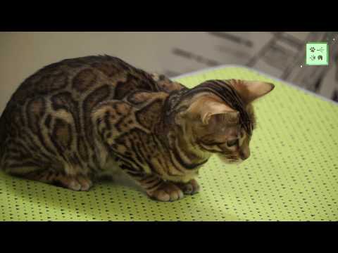 Видео: Бенгальская кошка
