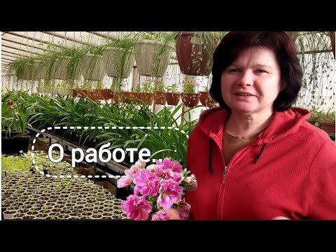 Видео: Текущие дела.