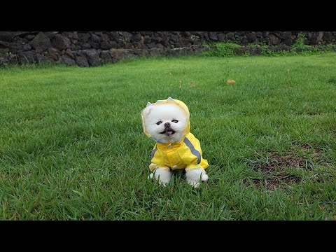 Видео: Собаки счастливы даже во время тайфуна [Ru Pong Daily V-LOG]