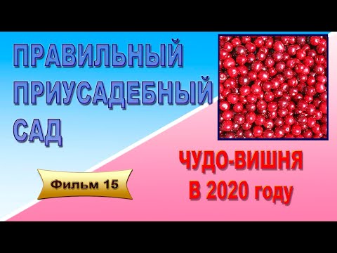 Видео: Правильный приусадебный сад  О плодоношении Чудо вишни