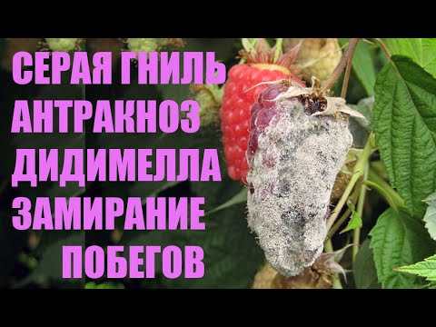 Видео: Болезни ежевики и малины. Фунгициды. Часть 1