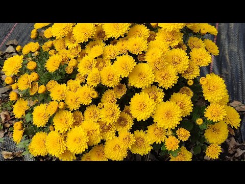 Видео: Осінь в саду