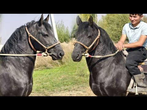 Видео: Кара Куш Ак булакта🦅