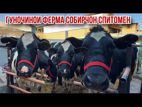 Видео: Чорное пестрие моли ферма Собирчон 15 октября 2025 г.