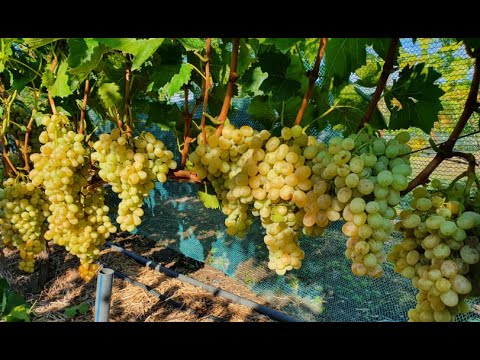 Видео: К-ш Рататуй 2022