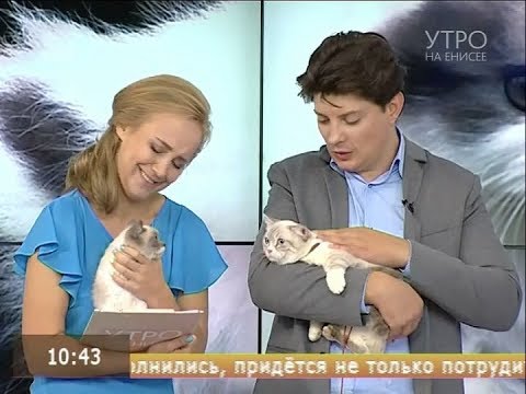 Видео: Необычные кошки: как живется коротколапым кошкам породы манчкин?