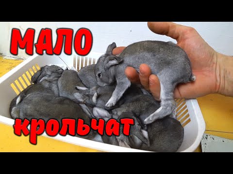 Видео: Почему крольчиха родила мало крольчат? / Малоплодные окролы
