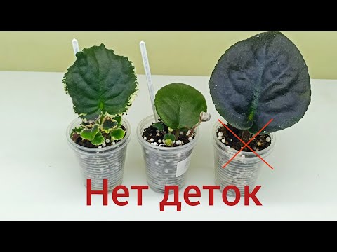 Видео: Почему укорененный лист фиалки не дает деток? Причины и решение!