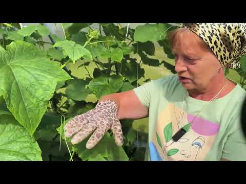 Видео: Мои огурцы в теплице после дрожжевой подкормки.