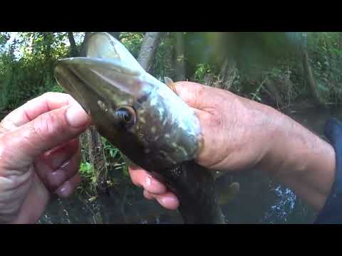 Видео: Снимаем самоловки на малой речке.(Часть-2)