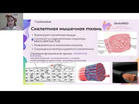 Видео: Скелетная мышечная ткань | Гистология. DentalMED
