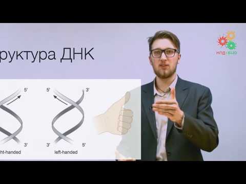 Видео: Биологические макромолекулы. Структура ДНК