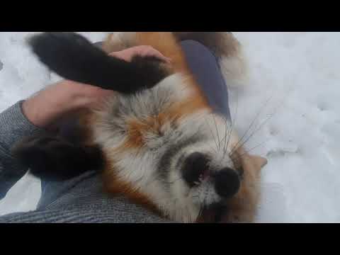 Видео: Алиса - лиса. Довольная