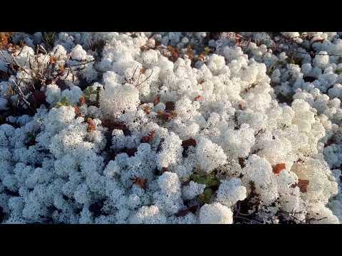 Видео: Прогулка вдоль линии сейдов. Кольский полуостров.