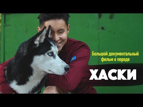 Видео: Посмотри этот фильм, прежде чем заводить Хаски