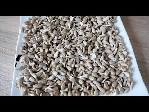 Видео: Быстро и просто прорастить семечки Подсолнечника