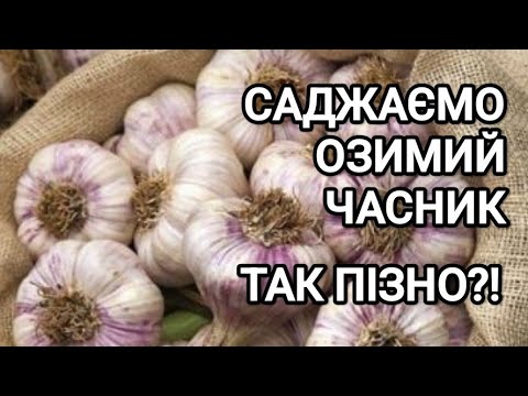 Видео: Секрети посадки часнику під зиму. Озимий часник: що додавати при посадці? #часник #мульча