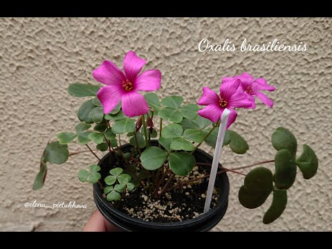 Видео: Oxalis brasiliensis. Особенности выращивания, вид луковиц.