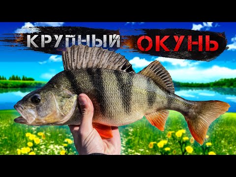 Видео: ✅ Трофейный окунь. Крупная щука. Высокая вода на обводном канале ✅