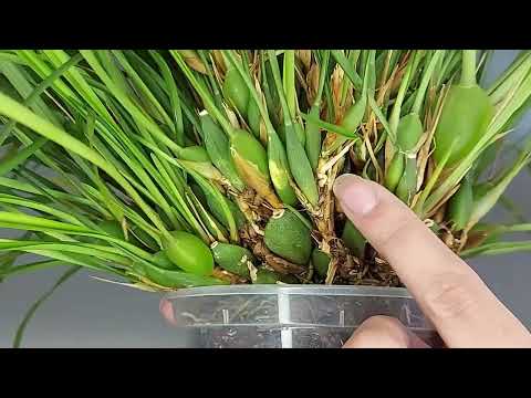 Видео: Maxillaria (ориентировочно tenuifolia)