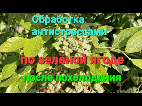 Видео: ЗАЩИТА голубики от разных проблем БИОПРЕПАРАТАМИ.