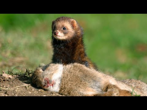 Видео: Лесной хорёк – свирепый охотник на кроликов, ловец лягушек и гроза змей!