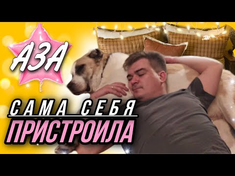 Видео: Алабайка Аза, от которой отказались через 1 час, сама себя пристроила 😮