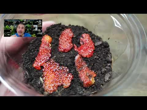 Видео: 🍓Выращивание клубники от семян до урожая