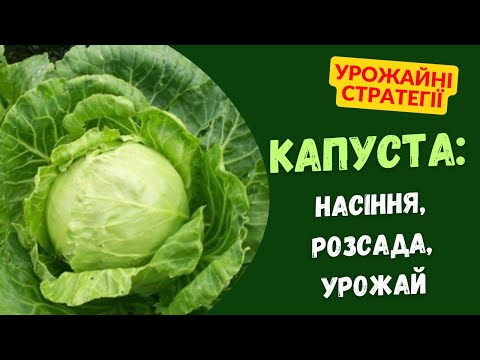 Видео: Як посіяти та виростити  капусту: урожайні стратегії