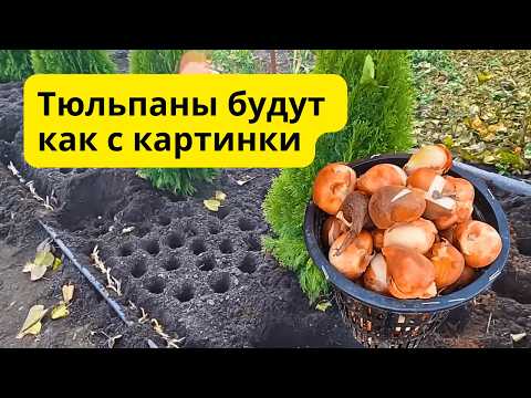 Видео: Сажаем тюльпаны по-голландски 🌷 Ошибку допустить нельзя!