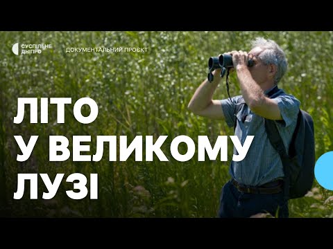 Видео: «Справжнє літо буяє у Великому Лузі» Як змінюється природа на місці Каховського водосховища