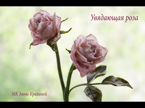 Видео: Увядающая роза из холодного фарфора. МК Анны Крахиной.